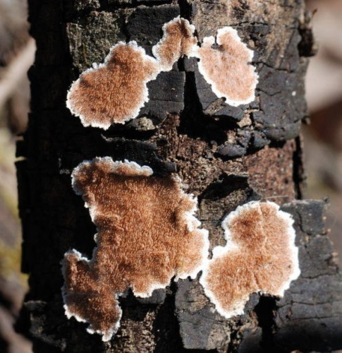 Steccherinum ochraceum © Eva Skific (Evica)