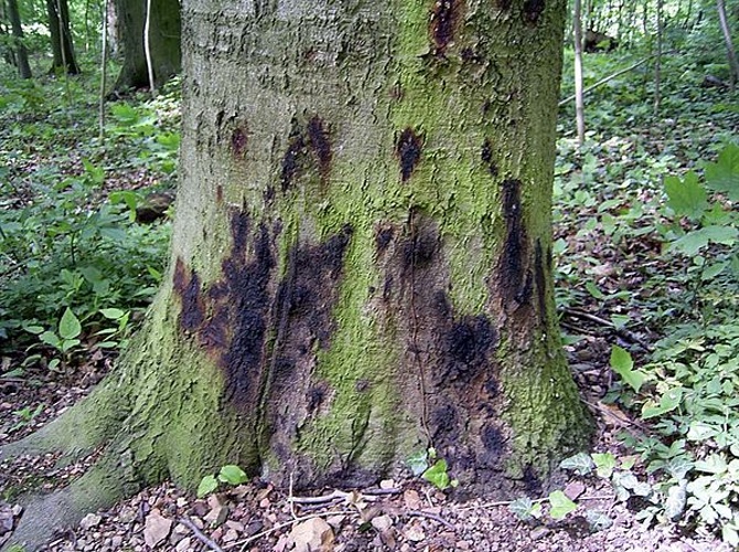 Kretzschmaria deusta &copy; <a href="//commons.wikimedia.org/wiki/User:Tortuosa" class="mw-redirect" title="User:Tortuosa">Tortuosa</a>