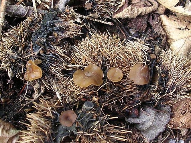 Lanzia echinophila &copy; <a href="//commons.wikimedia.org/wiki/User:Dragon%C3%B2t" title="User:Dragonòt">Dragonòt</a>