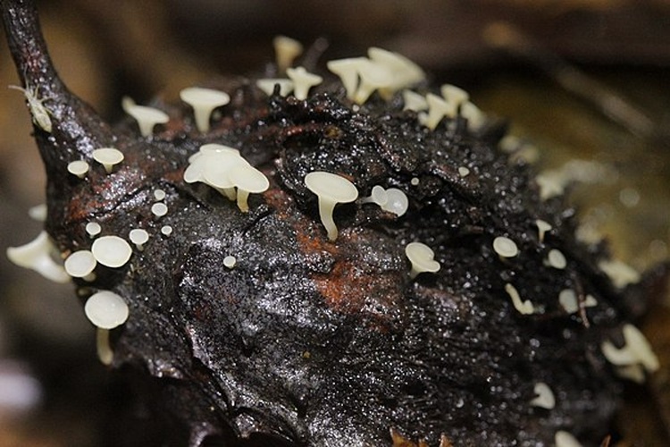 Phaeohelotium fagineum © <a rel="nofollow" class="external text" href="https://www.panoramio.com/user/6004592?with_photo_id=134174781">Björn S.</a>