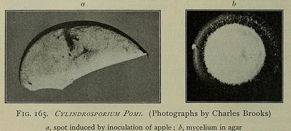 Mycosphaerella pomi © Duggar, Benjamin Minge, 1872-