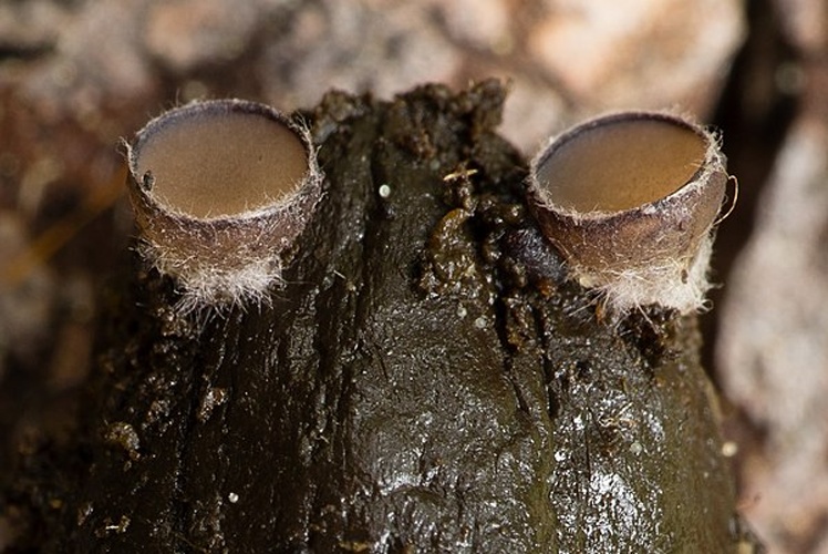 Pseudombrophila cervaria &copy; This image was created by user <a rel="nofollow" class="external text" href="https://mushroomobserver.org/observer/show_user/2268">Sava Krstic (sava)</a> at <a rel="nofollow" class="external text" href="https://mushroomobserver.org">Mushroom Observer</a>, a source for mycological images.<br>You can contact this user <a rel="nofollow" class="external text" href="https://mushroomobserver.org/observer/ask_user_question/2268">here</a>.