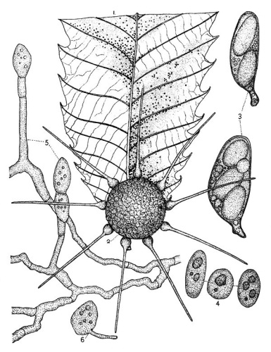 Phyllactinia guttata © F. W. Anderson. Not sure of Anderson's exact death year, but he was already dead by the time this book was published: "This book is an octavo of nearly 800 pages, with 41 excellent plates drawn by F. W. Anderson, whose early death we have had recently to deplore."