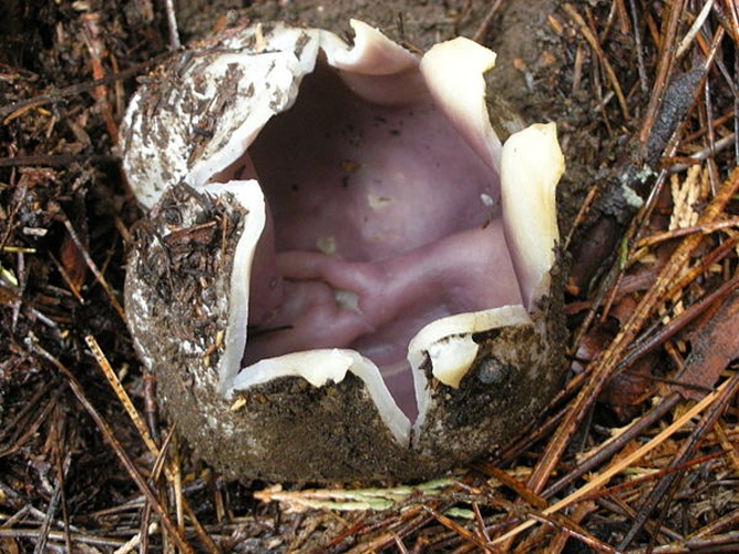 Sarcosphaera coronaria © This image was created by user <a rel="nofollow" class="external text" href="https://mushroomobserver.org/observer/show_user/9">Ron Pastorino (Ronpast)</a> at <a rel="nofollow" class="external text" href="https://mushroomobserver.org">Mushroom Observer</a>, a source for mycological images.<br>You can contact this user <a rel="nofollow" class="external text" href="https://mushroomobserver.org/observer/ask_user_question/9">here</a>.