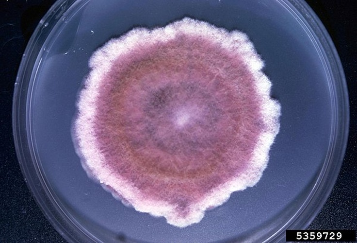 Fusarium poae © William M. Brown Jr., Bugwood.org