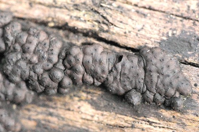 Annulohypoxylon cohaerens &copy; James Lindsey
