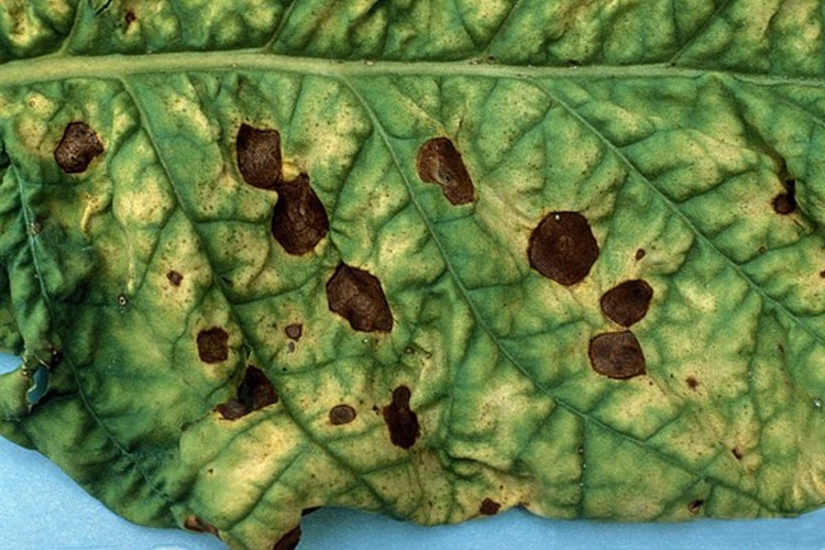 Alternaria alternata © 