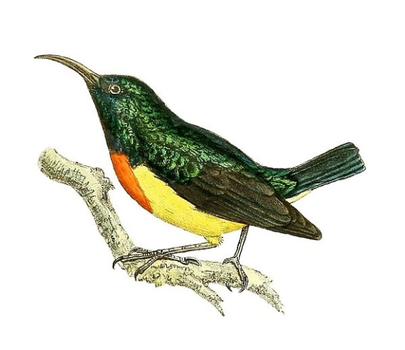 Mayotte Sunbird &copy; <bdi><a href="https://en.wikipedia.org/wiki/en:John_Gerrard_Keulemans" class="extiw" title="w:en:John Gerrard Keulemans">John Gerrard Keulemans</a>
</bdi>