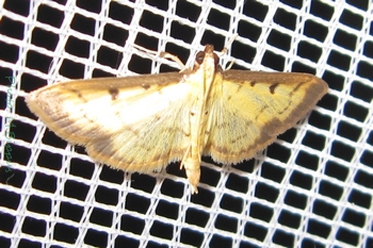 Pyrausta pastrinalis © <a href="//commons.wikimedia.org/wiki/User:Tonton_Bernardo" title="User:Tonton Bernardo">Tonton Bernardo</a>