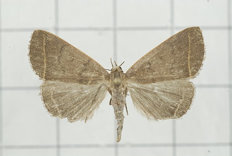 Simplicia cornicalis © <a rel="nofollow" class="external text" href="https://www.flickr.com/people/44837798@N00">Hsu Hong Lin</a> from 南投縣集集鎮, 中華民國