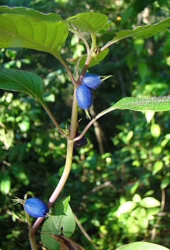 Coccocypselum herbaceum © <a rel="nofollow" class="external text" href="https://www.flickr.com/people/92252798@N07">Dick Culbert</a> from Gibsons, B.C., Canada