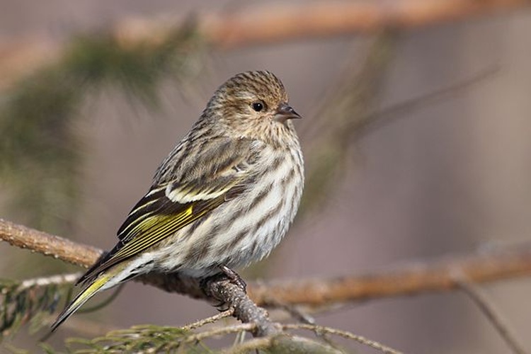 Pine siskin &copy; <a href="//commons.wikimedia.org/wiki/User:Cephas" title="User:Cephas">Cephas</a>