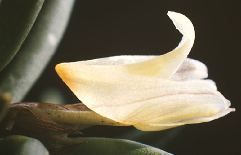 Christensonella uncata &copy; <a href="//commons.wikimedia.org/wiki/User:Maarten_Sepp" title="User:Maarten Sepp">Maarten Sepp</a>