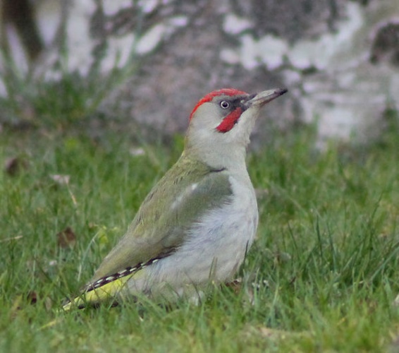 Iberian Woodpecker &copy; Luis García (<a href="//commons.wikimedia.org/wiki/User:Zaqarbal" title="User:Zaqarbal">Zaqarbal</a>)