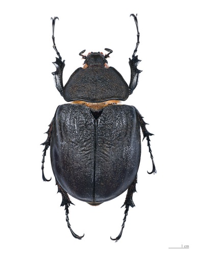Actaeon beetle © <a href="//commons.wikimedia.org/wiki/User:Archaeodontosaurus" title="User:Archaeodontosaurus">Didier Descouens</a>