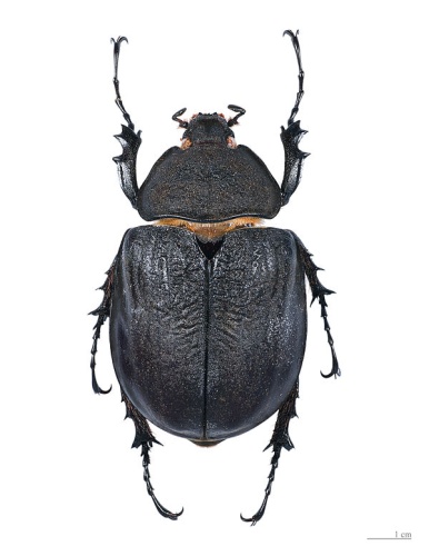 Actaeon beetle &copy; <a href="//commons.wikimedia.org/wiki/User:Archaeodontosaurus" title="User:Archaeodontosaurus">Didier Descouens</a>