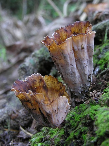 Podoscypha petalodes © Tony Wills