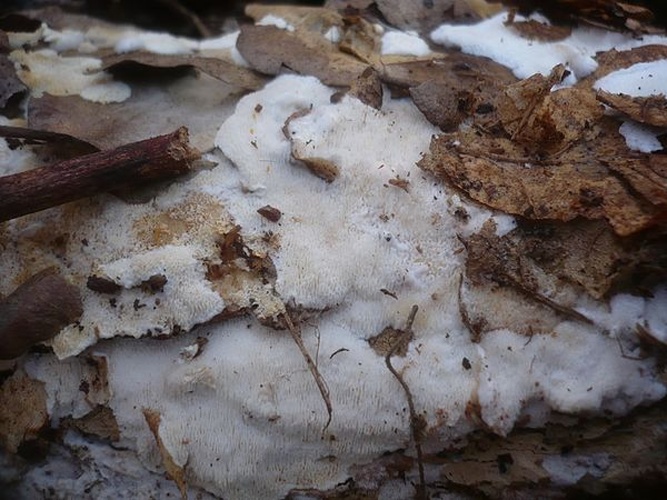 Sidera lenis &copy; Gerhard Koller