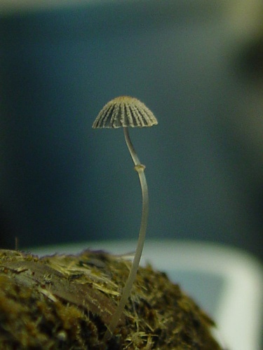 Coprinopsis ephemeroides © Elsa (pinknailsgirl)