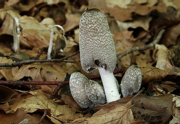 Coprinopsis lagopus © <a href="//commons.wikimedia.org/wiki/User:Holleday" title="User:Holleday">H. Krisp</a>