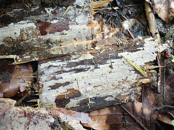 Peniophorella pubera © This image was created by user <a rel="nofollow" class="external text" href="https://mushroomobserver.org/observer/show_user/1093">Gerhard Koller (Gerhard)</a> at <a rel="nofollow" class="external text" href="https://mushroomobserver.org">Mushroom Observer</a>, a source for mycological images.<br>You can contact this user <a rel="nofollow" class="external text" href="https://mushroomobserver.org/observer/ask_user_question/1093">here</a>.