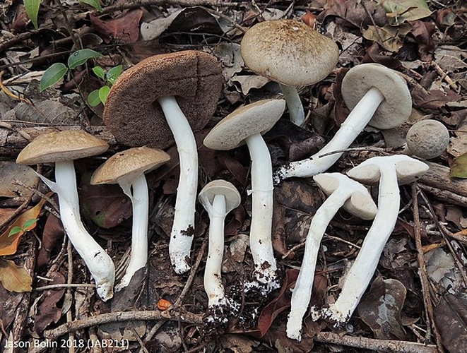 Fistulinella gloeocarpa © This image was created by user <a rel="nofollow" class="external text" href="https://mushroomobserver.org/observer/show_user/9276">Jason Bolin (j.bolin@outlook.com)</a> at <a rel="nofollow" class="external text" href="https://mushroomobserver.org">Mushroom Observer</a>, a source for mycological images.<br>You can contact this user <a rel="nofollow" class="external text" href="https://mushroomobserver.org/observer/ask_user_question/9276">here</a>.