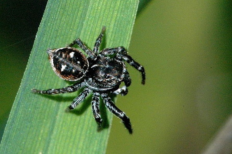 Calositticus floricola © James K. Lindsey