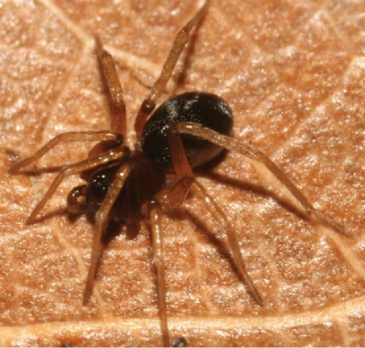 Zodarion styliferum © Korenko S, Schmidt S, Schwarz M, Gibson G, Pekar S